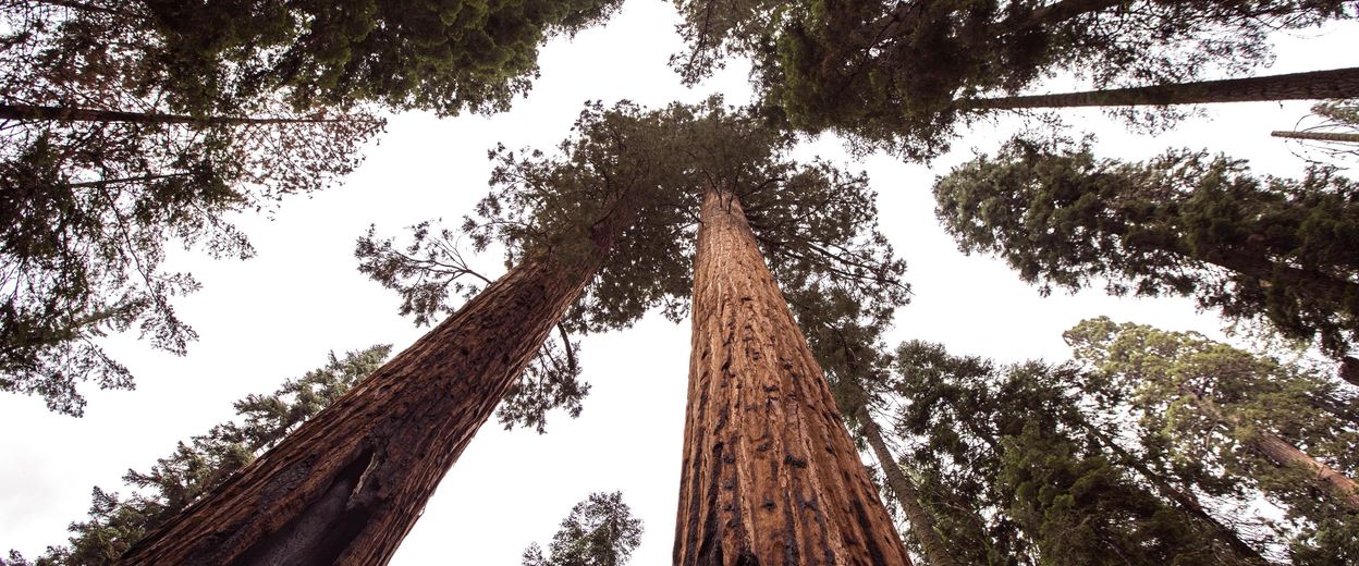 Wie adopteert een sequoia? Duizend jaar plezier en goed voor het milieu